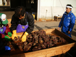 唐丹の漁業の一年・冬